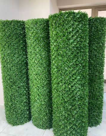 ÇİMÇİT YEŞİL 100 cm
